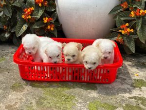 Cham Soc Thu Cung Cho Meo Bap Lun Binh Duong 2 (22)